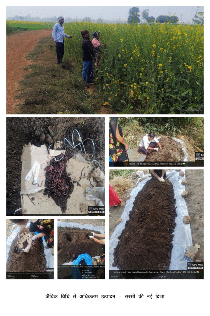 जैविक विधि से अधिकतम उत्पादन – सरसों की नई दिशा